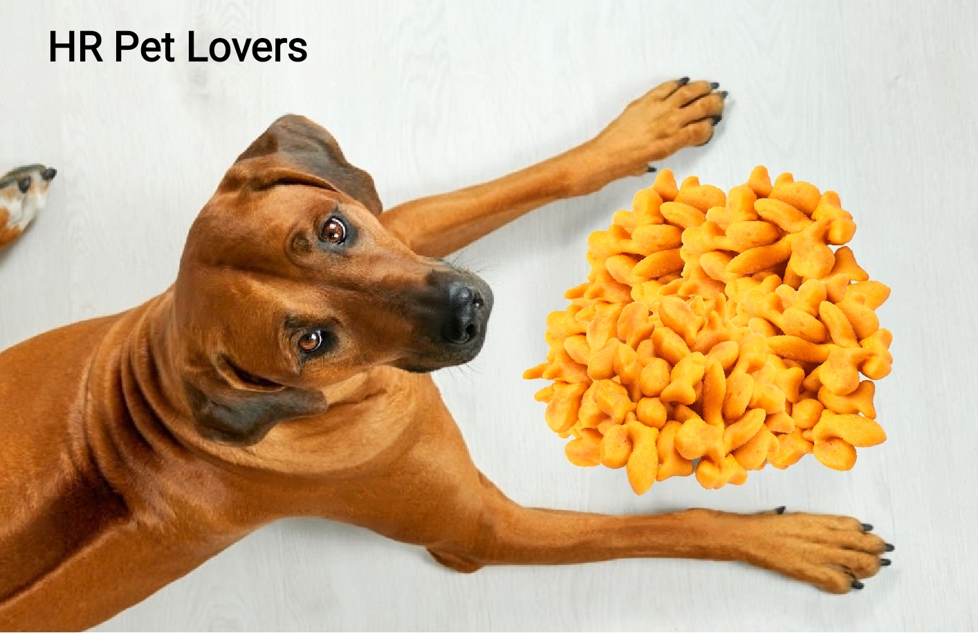 can-dogs-eat-goldfish-crackers-is-it-safe-hr-pet-lovers